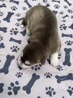 Summit, a male Siberian Husky for sale in Staples, MN – 1 of 5