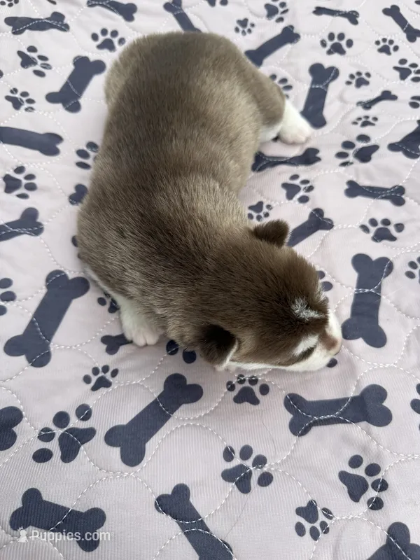 Timber – Siberian Husky puppy for sale in Staples, MN