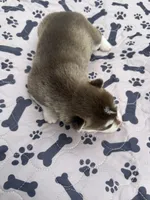 Timber, a male Siberian Husky for sale in Staples, MN – 1 of 5
