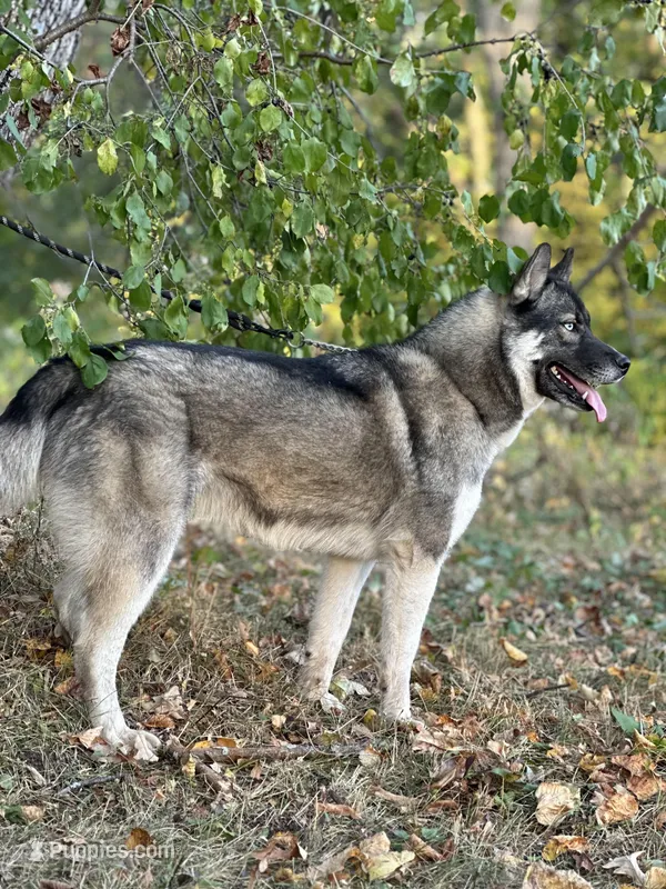 Remi – Siberian Husky puppy for sale in Staples, MN