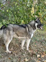 Remi, a female Siberian Husky for sale in Staples, MN – Photo 1 of 10