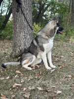 Remi, a female Siberian Husky for sale in Staples, MN – Photo 8 of 10