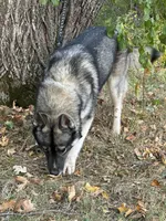 Remi, a female Siberian Husky for sale in Staples, MN – Photo 10 of 10