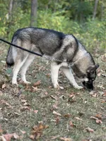 Remi, a female Siberian Husky for sale in Staples, MN – Photo 2 of 10