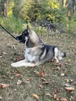 Remi, a female Siberian Husky for sale in Staples, MN – Photo 4 of 10