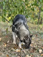 Remi, a female Siberian Husky for sale in Staples, MN – Photo 9 of 10