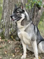 Remi, a female Siberian Husky for sale in Staples, MN – Photo 3 of 10