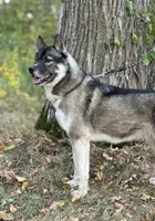 Remi, a female Siberian Husky for sale in Staples, MN – Photo 6 of 10