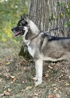 Remi, a female Siberian Husky for sale in Staples, MN – Photo 5 of 10