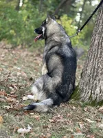 Remi, a female Siberian Husky for sale in Staples, MN – Photo 7 of 10