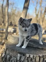 Comet, a female Alaskan Klee Kai and Pomsky for sale in Staples, MN – 2 of 9