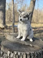 Eclipse , a female Alaskan Klee Kai and Pomsky for sale in Staples, MN – 3 of 8