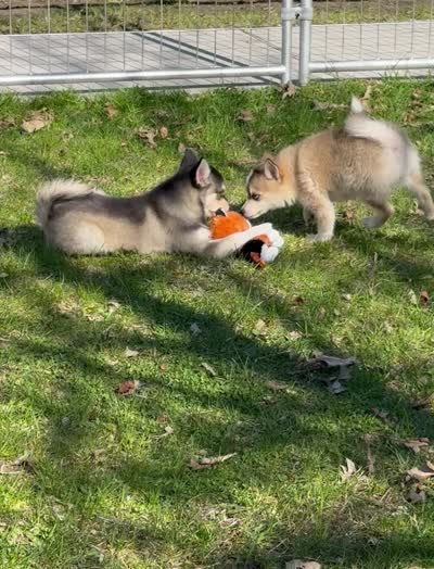 Steel, a male Pomsky for sale in Staples, MN – 10 of 10