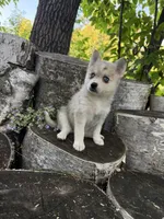 Sparks, a female Alaskan Klee Kai and Pomsky for sale in Staples, MN – 3 of 6