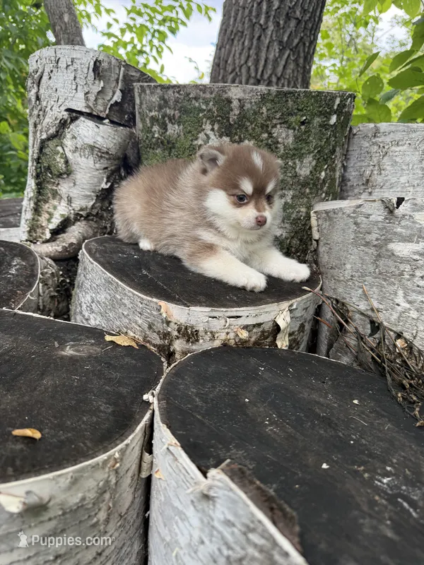 Paprika – Pomsky puppy for sale in Staples, MN