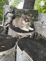 Paprika, a male Pomsky for sale in Staples, MN – 1 of 5