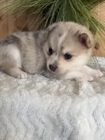 Freckles, a female Pomsky for sale in Staples, MN – Photo 1 of 6