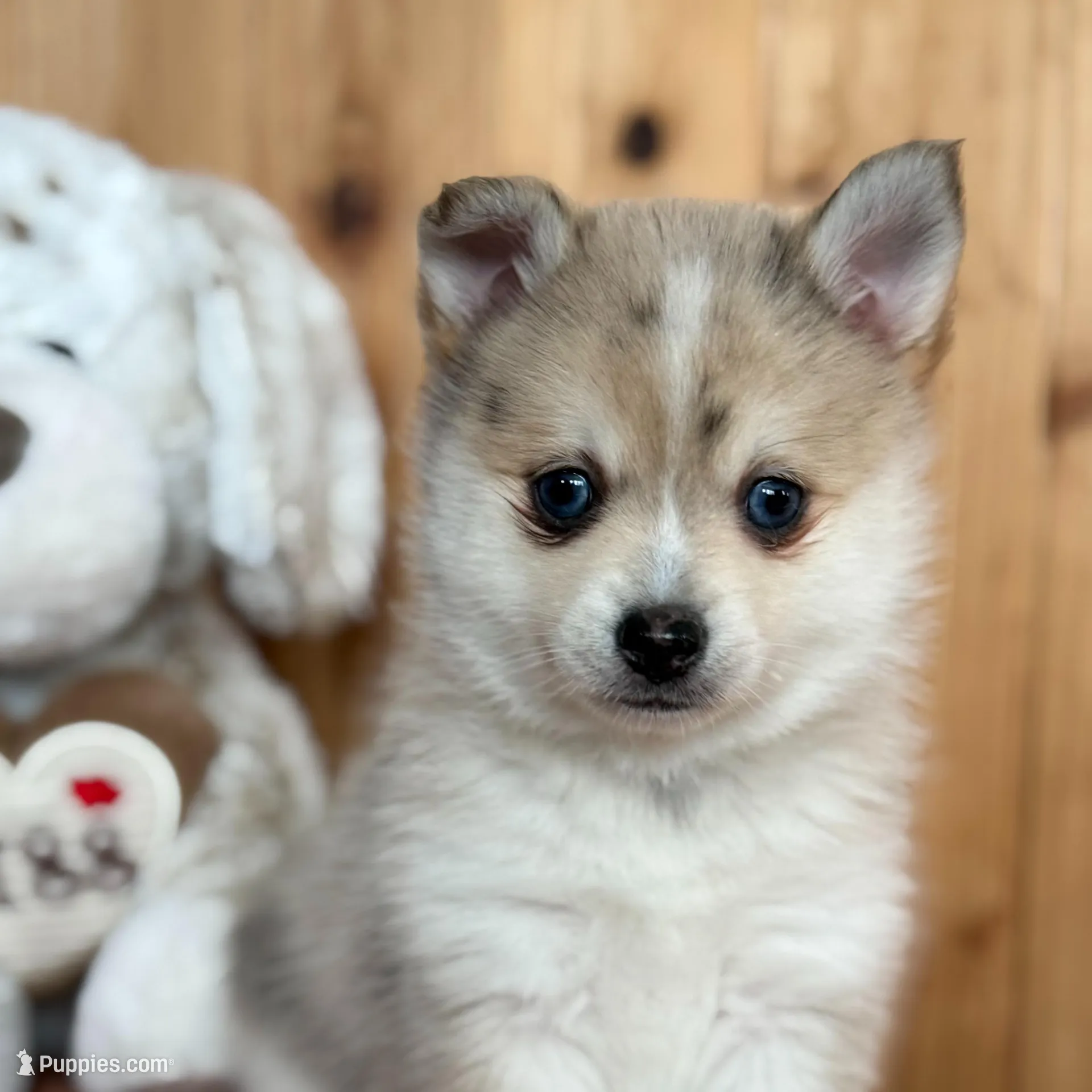Freckles – Pomsky puppy for sale in Staples, MN