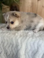 Freckles, a female Pomsky for sale in Staples, MN – Photo 2 of 6