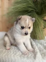 Freckles, a female Pomsky for sale in Staples, MN – Photo 6 of 6