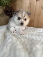 Freckles, a female Pomsky for sale in Staples, MN – Photo 3 of 6