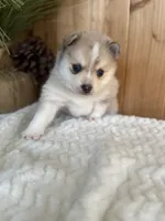 Freckles, a female Pomsky for sale in Staples, MN – Photo 4 of 6