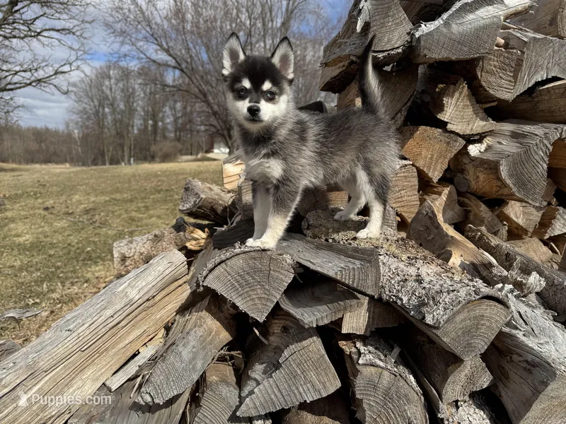 Hermes, a male Alaskan Klee Kai and Pomsky for sale in Staples, MN – Photo 1 of 6