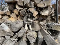 Hermes, a male Alaskan Klee Kai and Pomsky for sale in Staples, MN – Photo 4 of 6