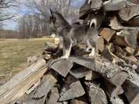 Hermes, a male Alaskan Klee Kai and Pomsky for sale in Staples, MN – Photo 3 of 6