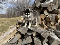 Hermes, a male Alaskan Klee Kai and Pomsky for sale in Staples, MN – Photo 2 of 6