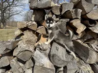 Hermes, a male Alaskan Klee Kai and Pomsky for sale in Staples, MN – Photo 6 of 6