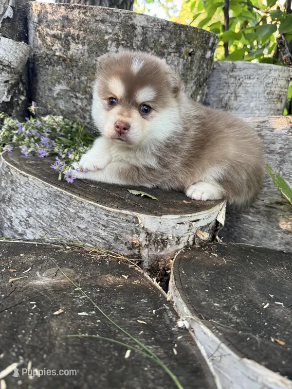 Chili – Pomsky puppy for sale in Staples, MN