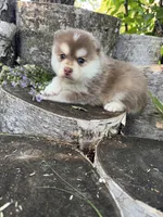 Chili, a male Pomsky for sale in Staples, MN – 1 of 7