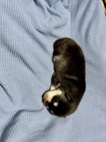 processed/c7d54862-b778-429e-9364-b1d4ef2a02d7/listing/d3f97b8e-2a46-418a-83fa-c5a967c678a1/8721f3c7-3dfd-4754-bc85-ba54b7bfe9d7