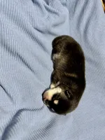 processed/c7d54862-b778-429e-9364-b1d4ef2a02d7/listing/d3f97b8e-2a46-418a-83fa-c5a967c678a1/8980b87c-02d4-40b4-b0f6-cabcc5060c07