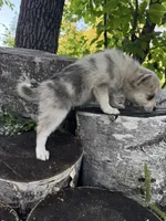Sparks, a female Alaskan Klee Kai and Pomsky for sale in Staples, MN – 5 of 6