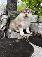 Chili, a male Pomsky for sale in Staples, MN – 4 of 5
