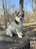 Eclipse, a female Alaskan Klee Kai and Pomsky for sale in Staples, MN – Photo 3 of 6