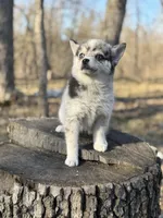 Eclipse, a female Alaskan Klee Kai and Pomsky for sale in Staples, MN – Photo 4 of 6