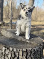 Eclipse, a female Alaskan Klee Kai and Pomsky for sale in Staples, MN – Photo 5 of 6