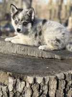 Eclipse, a female Alaskan Klee Kai and Pomsky for sale in Staples, MN – Photo 6 of 6