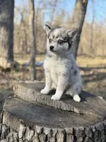 Eclipse, a female Alaskan Klee Kai and Pomsky for sale in Staples, MN – Photo 2 of 6