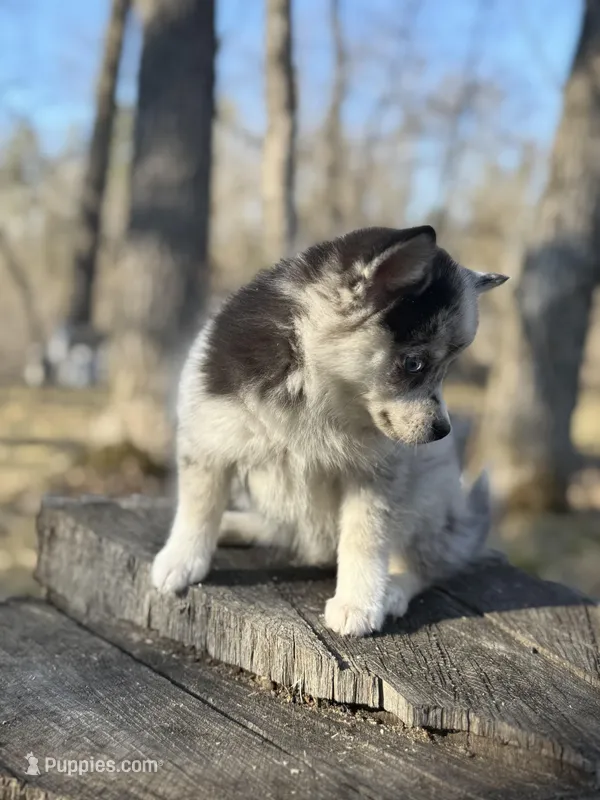 Eclipse – Alaskan Klee Kai, Pomsky puppy for sale in Staples, MN