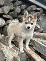 Steel, a male Pomsky for sale in Staples, MN – 4 of 10