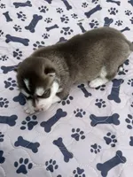 Timber, a male Siberian Husky for sale in Staples, MN – 3 of 5