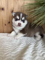 Brownie, a male Pomsky for sale in Staples, MN – Photo 5 of 5