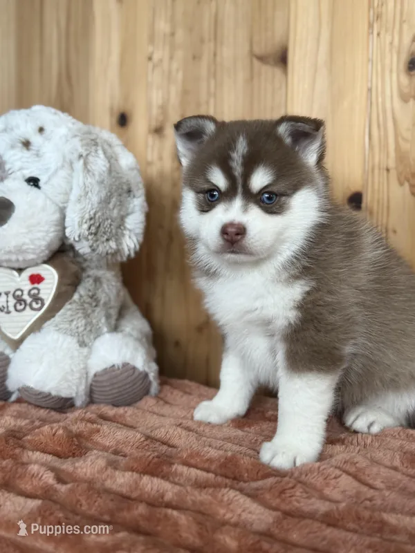 Brownie – Pomsky puppy for sale in Staples, MN
