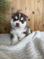 Brownie, a male Pomsky for sale in Staples, MN – Photo 2 of 5