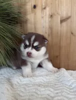 Brownie, a male Pomsky for sale in Staples, MN – Photo 1 of 5