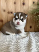 Brownie, a male Pomsky for sale in Staples, MN – Photo 3 of 5